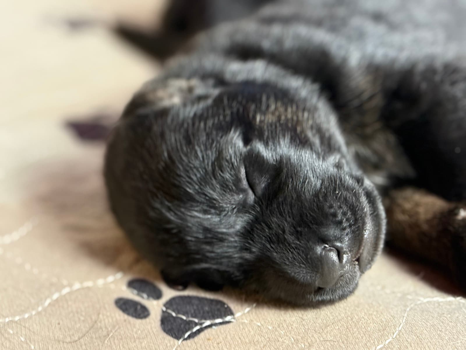 Sleeping Brooklyn 99 puppy
